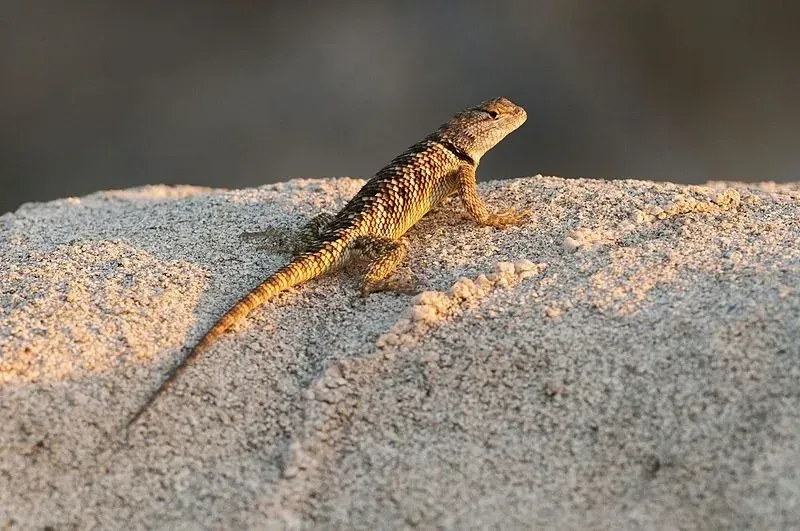 This description of a desert spiny lizard will make you love them.