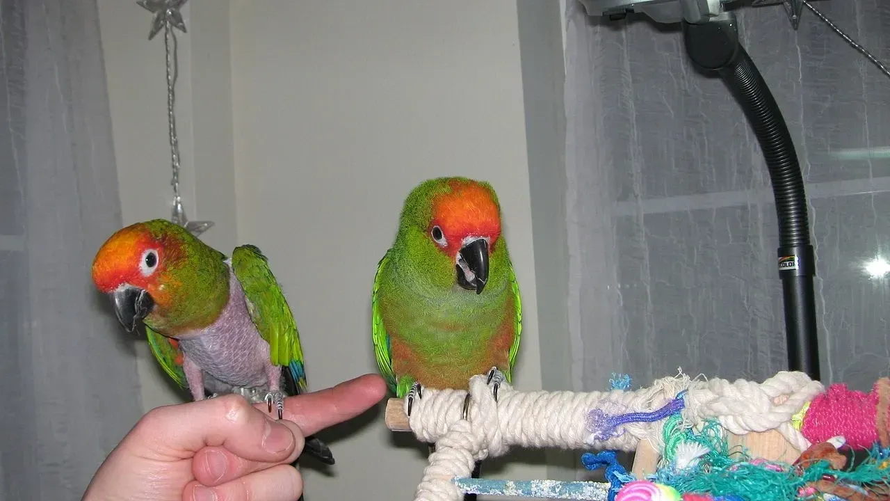 The gold-capped conure is a famous cage bird.