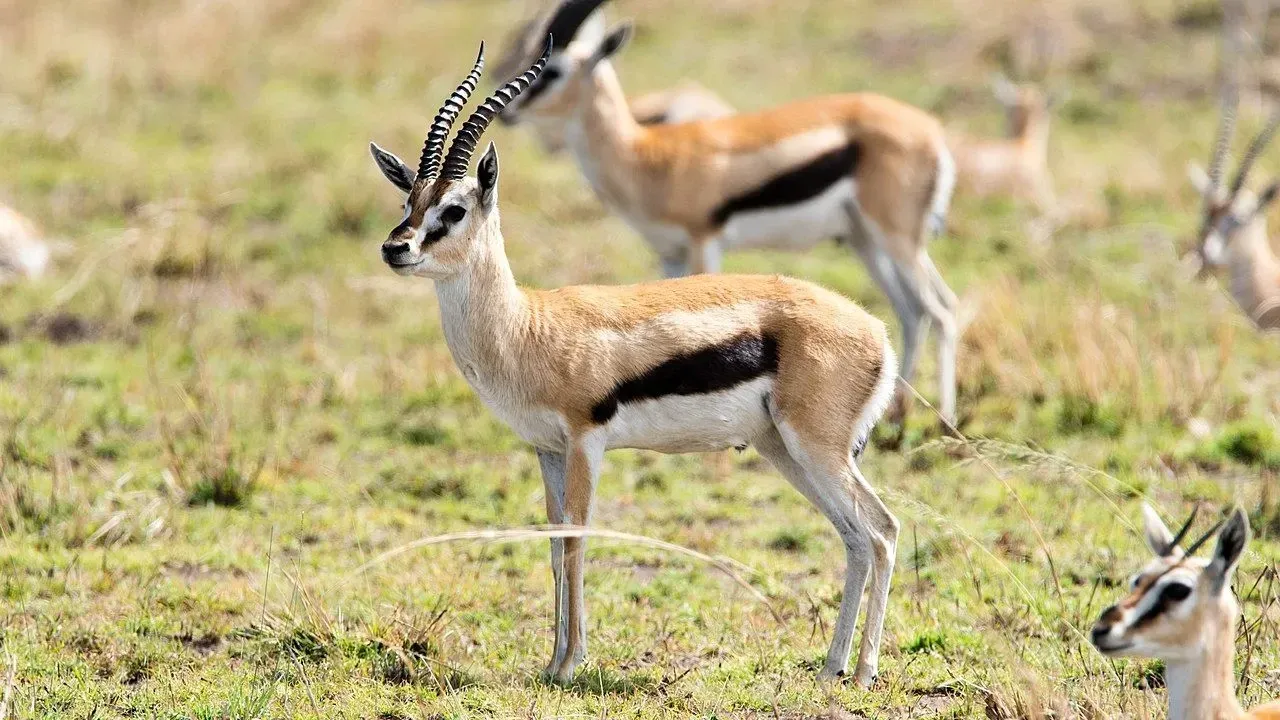 A female Thomson's gazelle takes care of her fawn till they are a few months old. She also nurses them.