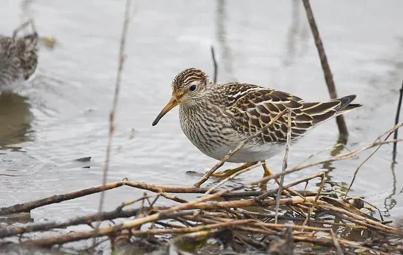 Pectoral sandpipers are known for their bizarre hooting flight display over the Arctic tundra.