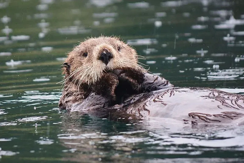 Sea otters have long, wiry bodies suited for swimming and floating.