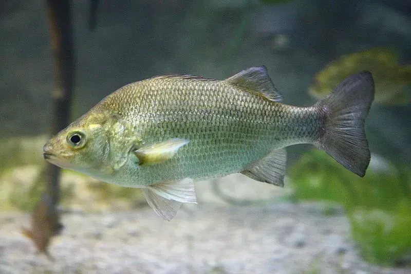 A white perch is a fresh or brackish water fish native to America.