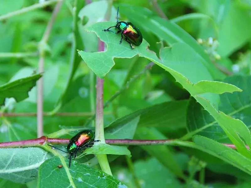 Dogbane leaf beetles larvae feed on the leaves of the dogbane plant.