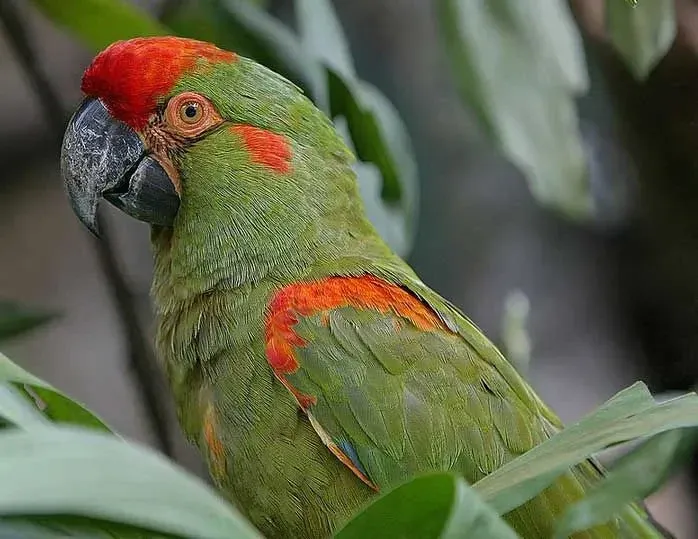 Young red-fronted macaws have brown eyes and a short tail!