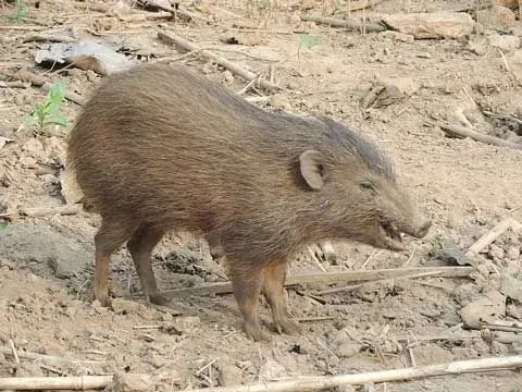 A pygmy hog has a pig-like snout.