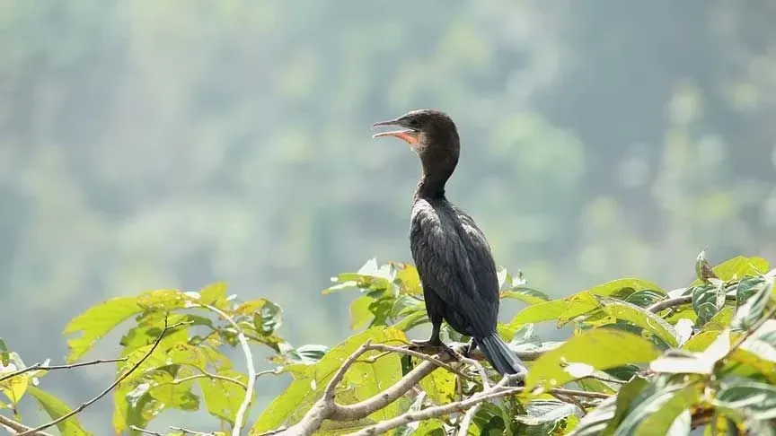 Little cormorant Microcarbo niger has a short crest on the back of the head.