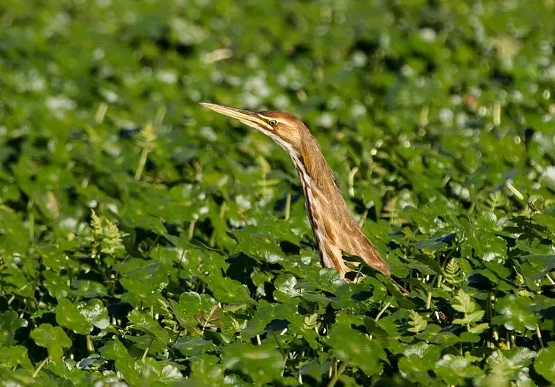 The bittern is a stout bird that can camouflage excellently due to its plumage!
