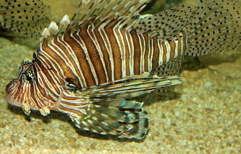 Interesting facts about red lionfish, this invasive species from the Indo-Pacific region can spawn two million eggs each year in South Florida