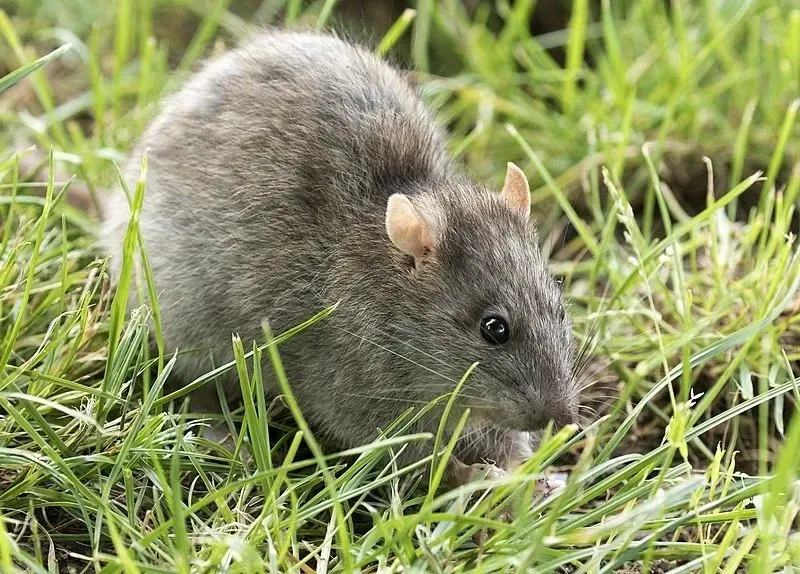 Long-haired rats are nocturnal rodents.