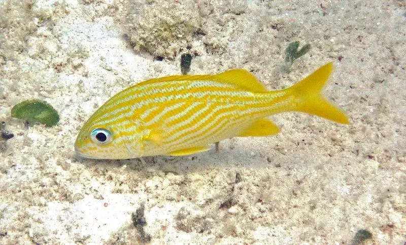 Because of its yellow color, the French grunt is also called as banana grunt.
