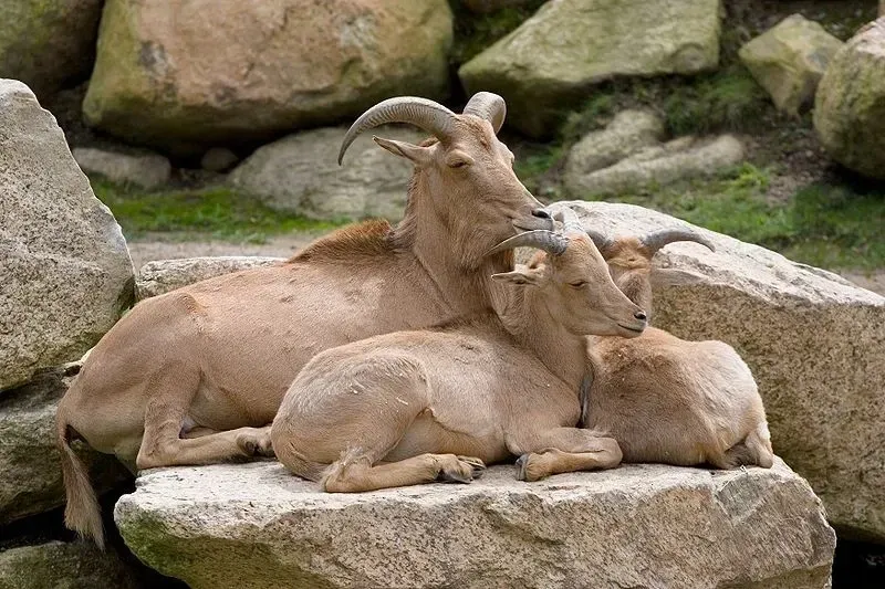 Barbary sheep are North African native animals that were introduced to Texas and New Mexico.