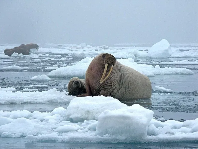 These rare Laptev walrus facts would make you love them.