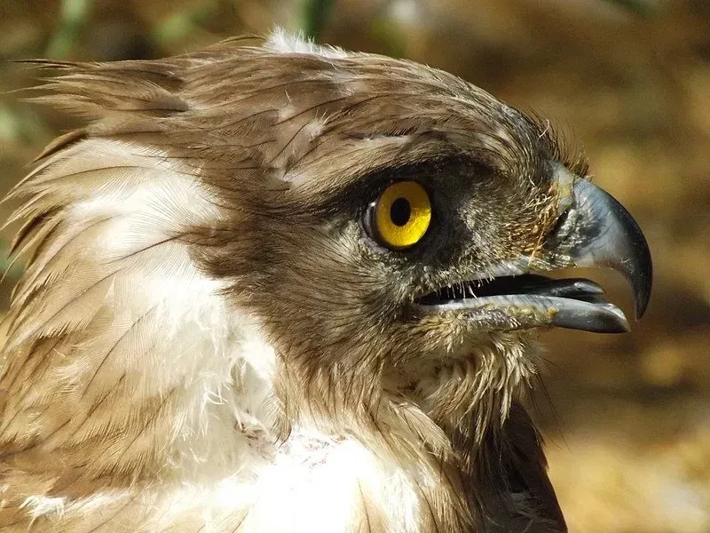 These rare short-toed eagle facts will make you love them.