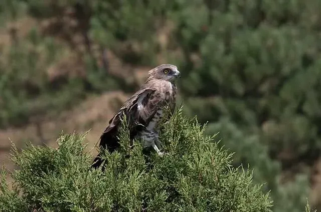 These rare snake eagle facts will make you love them.