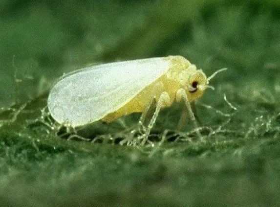 Transparent cream wings of the whitefly look absolutely stunning.