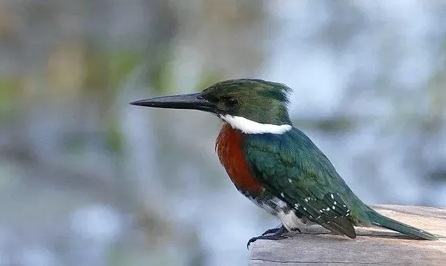 The colorful plumage, bill, and the breast of this kingfisher are some of its most identifiable features.