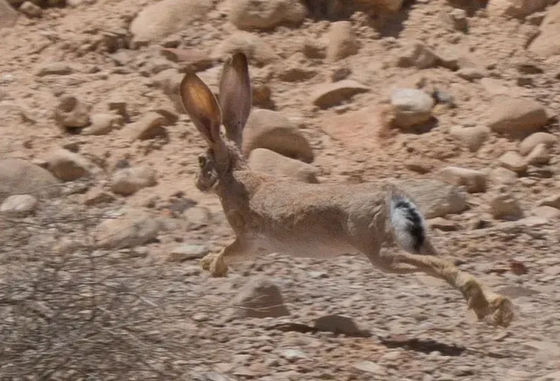 Long ears of the desert hares help to stay cool on hot days.