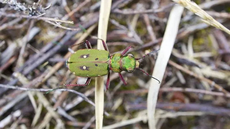 The size, color, and eyes of this beetle are some of its most identifiable features.