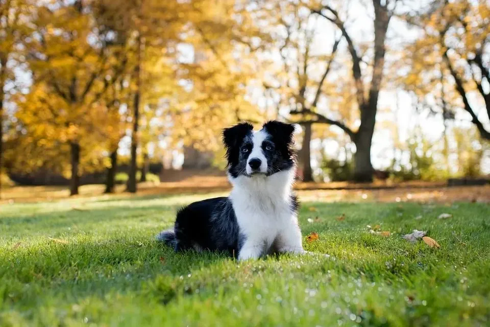 A tri-colored Mini Australian Shepherd looks handsome with its double coat.