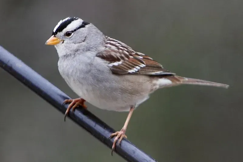 The white-crowned sparrow has a small bill, and the bill color varies across subspecies.