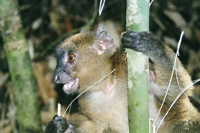 Shoots, pith and leaves of bamboo trees form the primary food source of these animals.