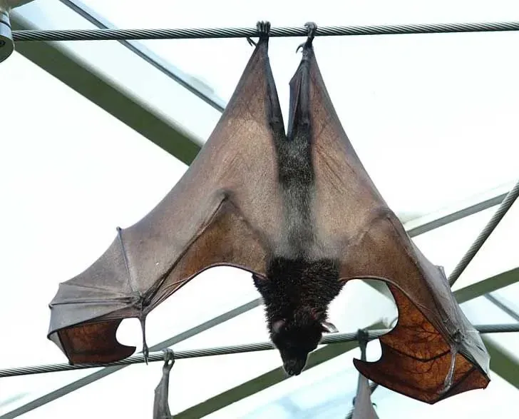 The golden crowned flying fox is an endangered megabat species found living on fig trees in the Philippines.