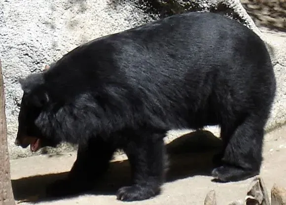 Formosan black bear is a subspecies of Asiatic black bear