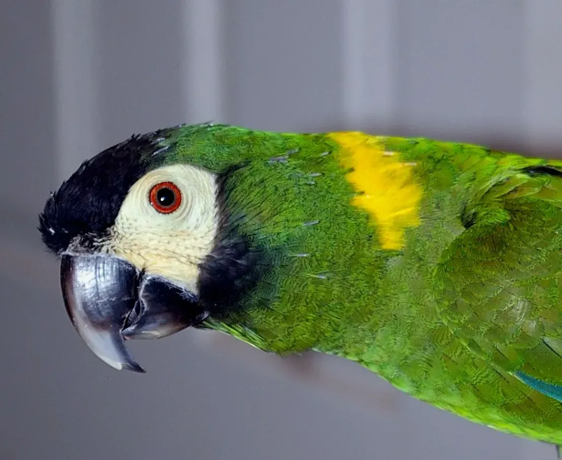 The yellow-collared macaw is known to be a great pet and is very attractive.