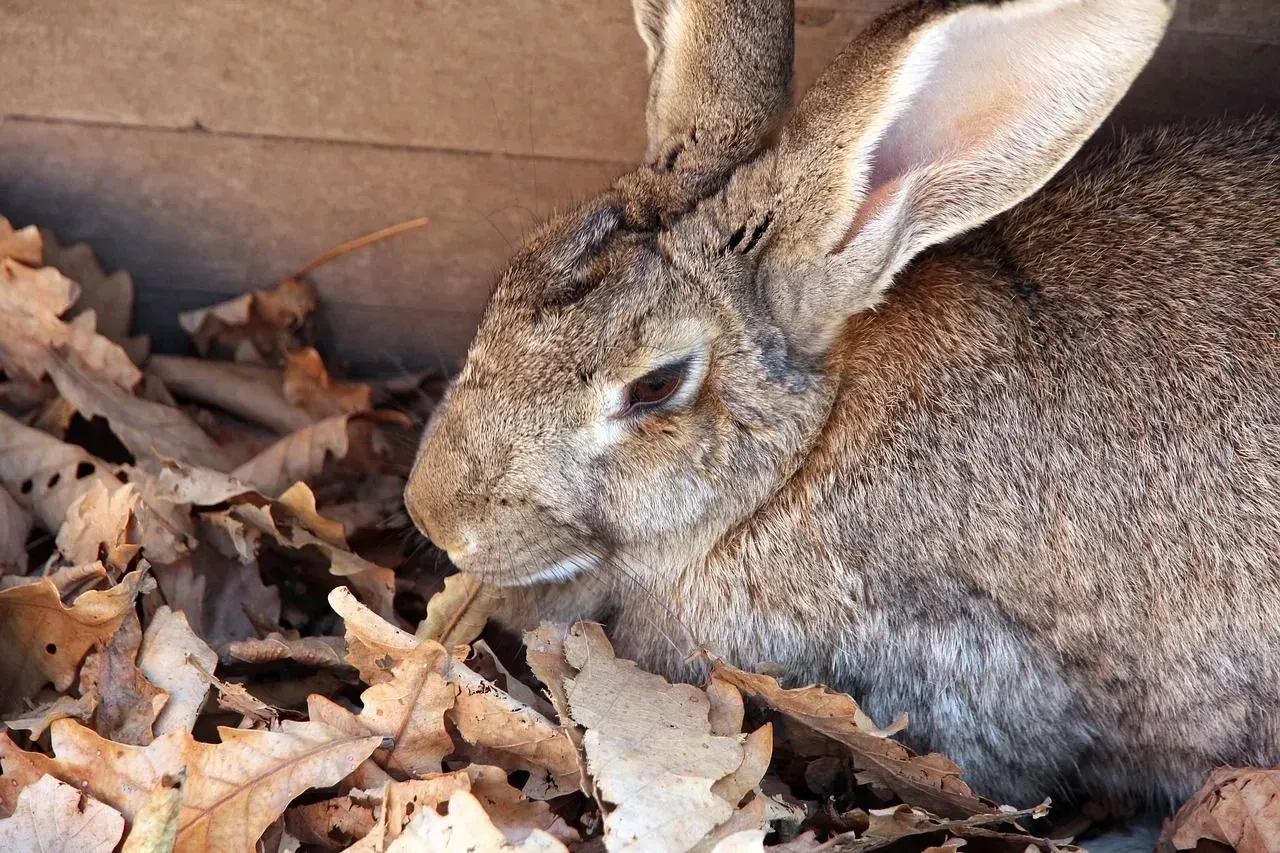 Checkered Giant rabbits have a distinctive butterfly-like pattern around the nose.