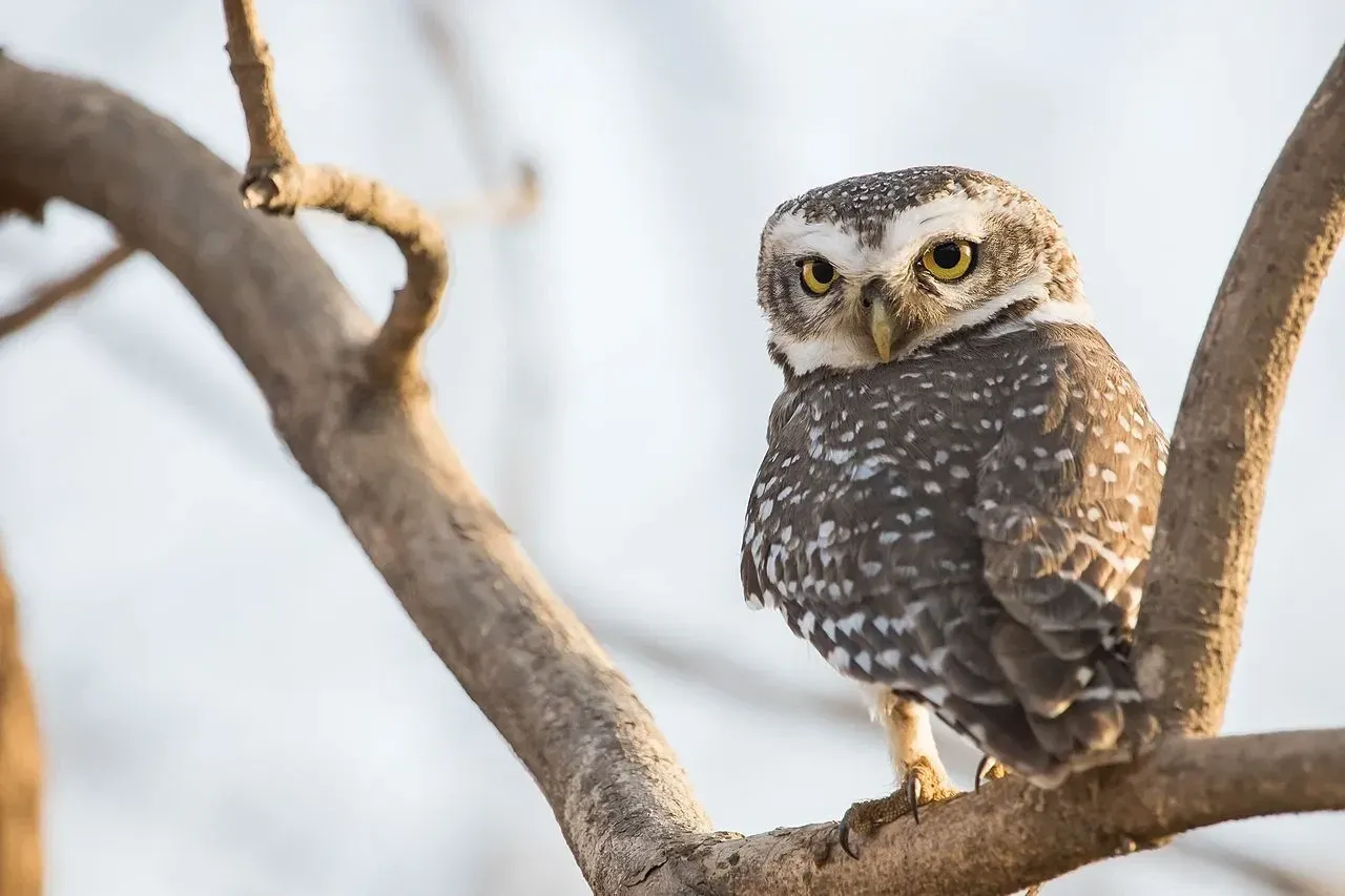 Forest owlets have powerful talons that help them hunt prey almost twice their size.
