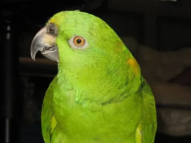 A yellow-naped Amazon's beak is dark gray and is paler towards the base.