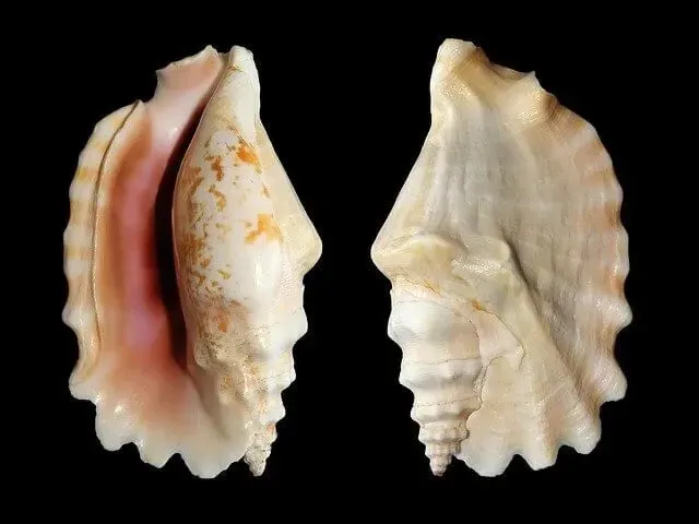 Queen conchs are sea snails that can live up to 30 years.