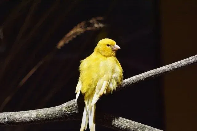 The canaries are known to eat jalapeno peppers.