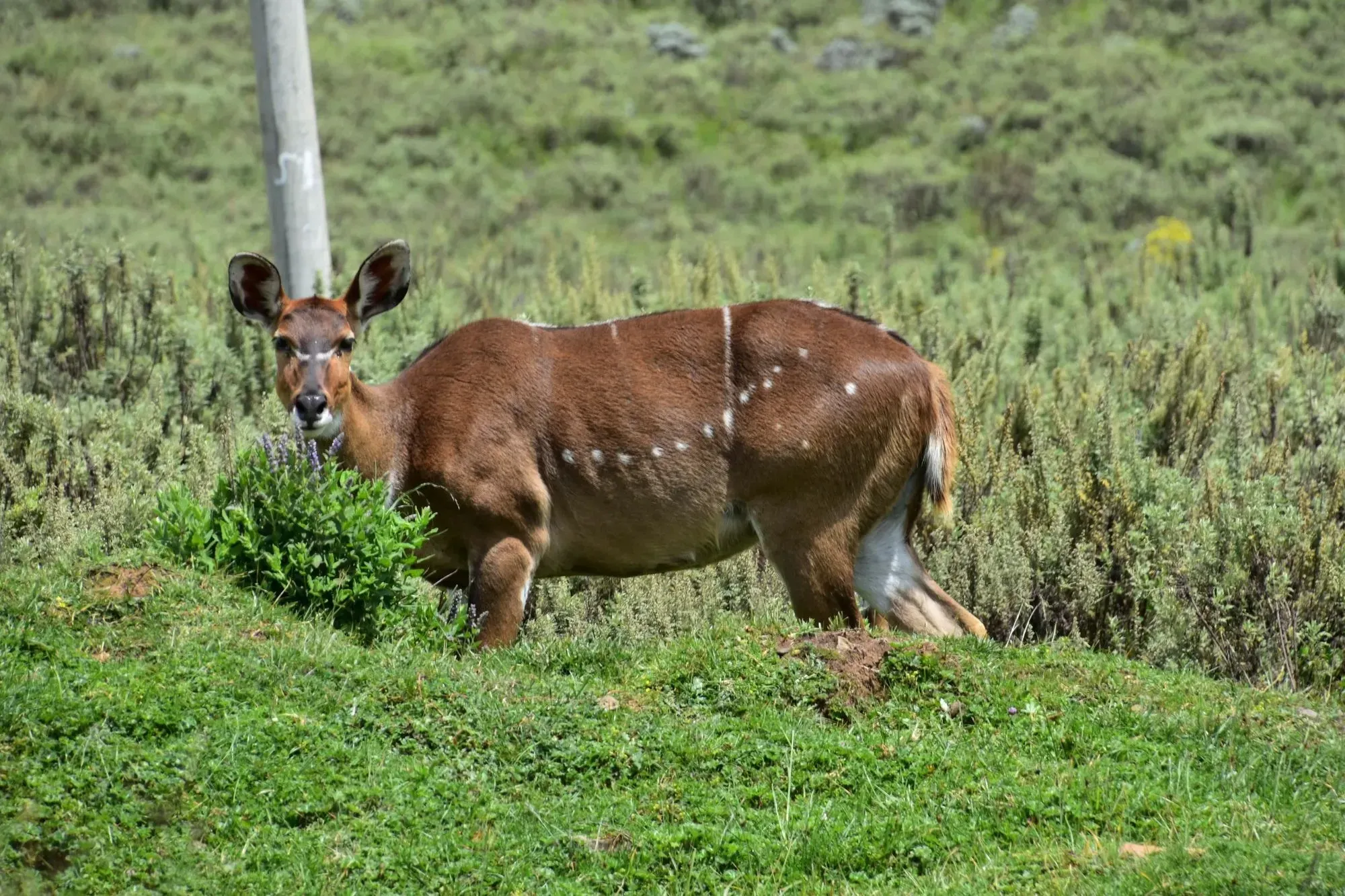 Mountain nyala populations are reduced due to hunting, human encroachment, and habitat loss.