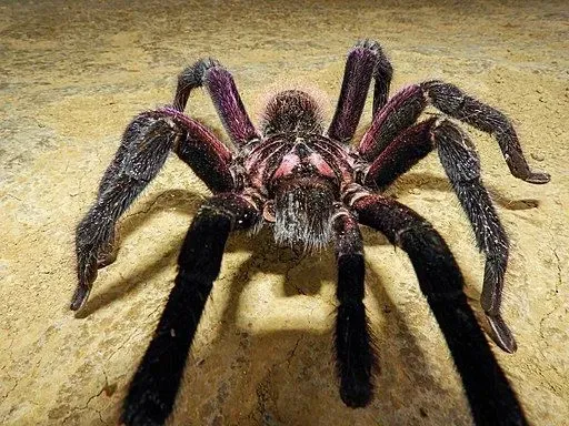 The hair covered body of the Colombian lesserblack tarantula can be observed.