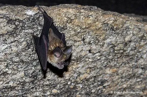The leaf-nosed bats can transmit rabies to birds, livestock, and humans.