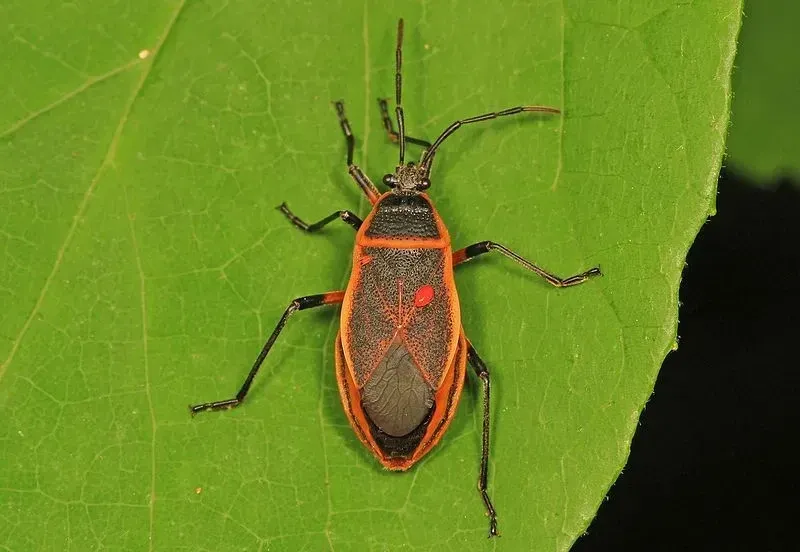 These bordered plant bug facts would make you love them.