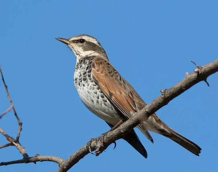 These dusky thrush facts would make you love them.