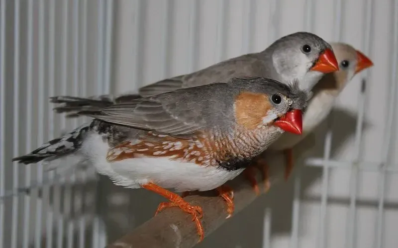 These rare zebra finch facts would make you love them.