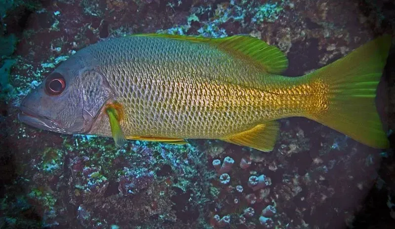 Kids will like to know about the mangrove snapper.