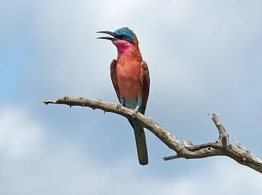 These nubicoides and nubicus are extremely beautiful birds.