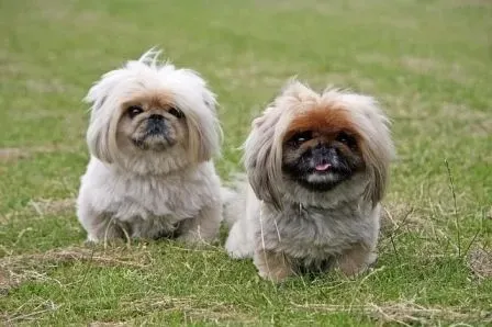 These rare Pekingese pug mix facts would make you love them.