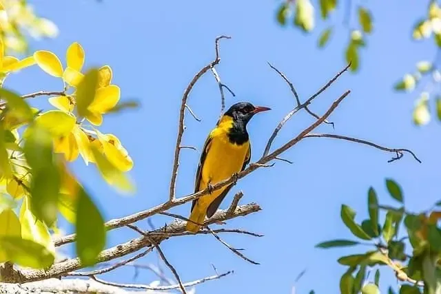 Black-headed orioles have bright yellow plumage.