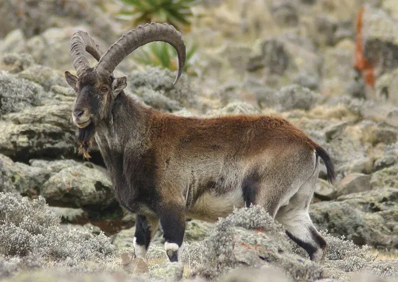 The color and horns of these ibexes are some of its identifiable features.