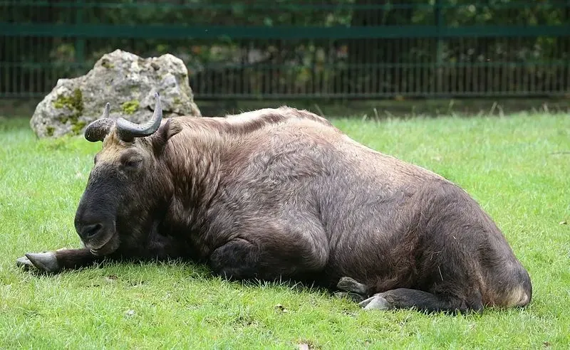 The Mishmi takin has thick black wool on its legs and underside!
