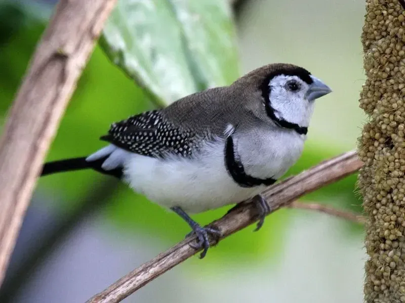 The owl finch (grass finch), also referred to as the double-barred finch or the Bicheno's finch, is a vivacious addition to a communal aviary and a wonderful bird for those who are new to birds.