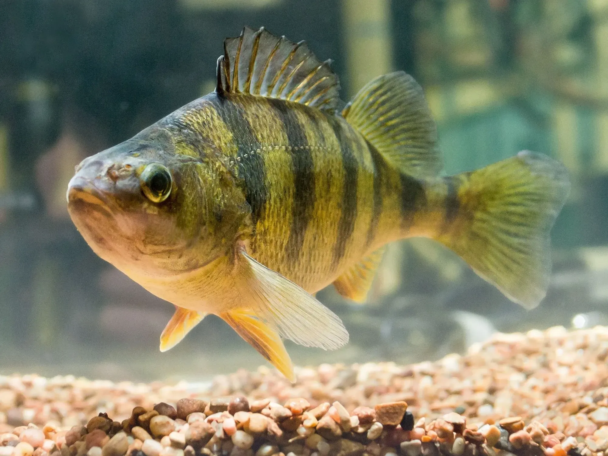 Chinese perch is a medium size fish with a compressed body and a protruding jaw.