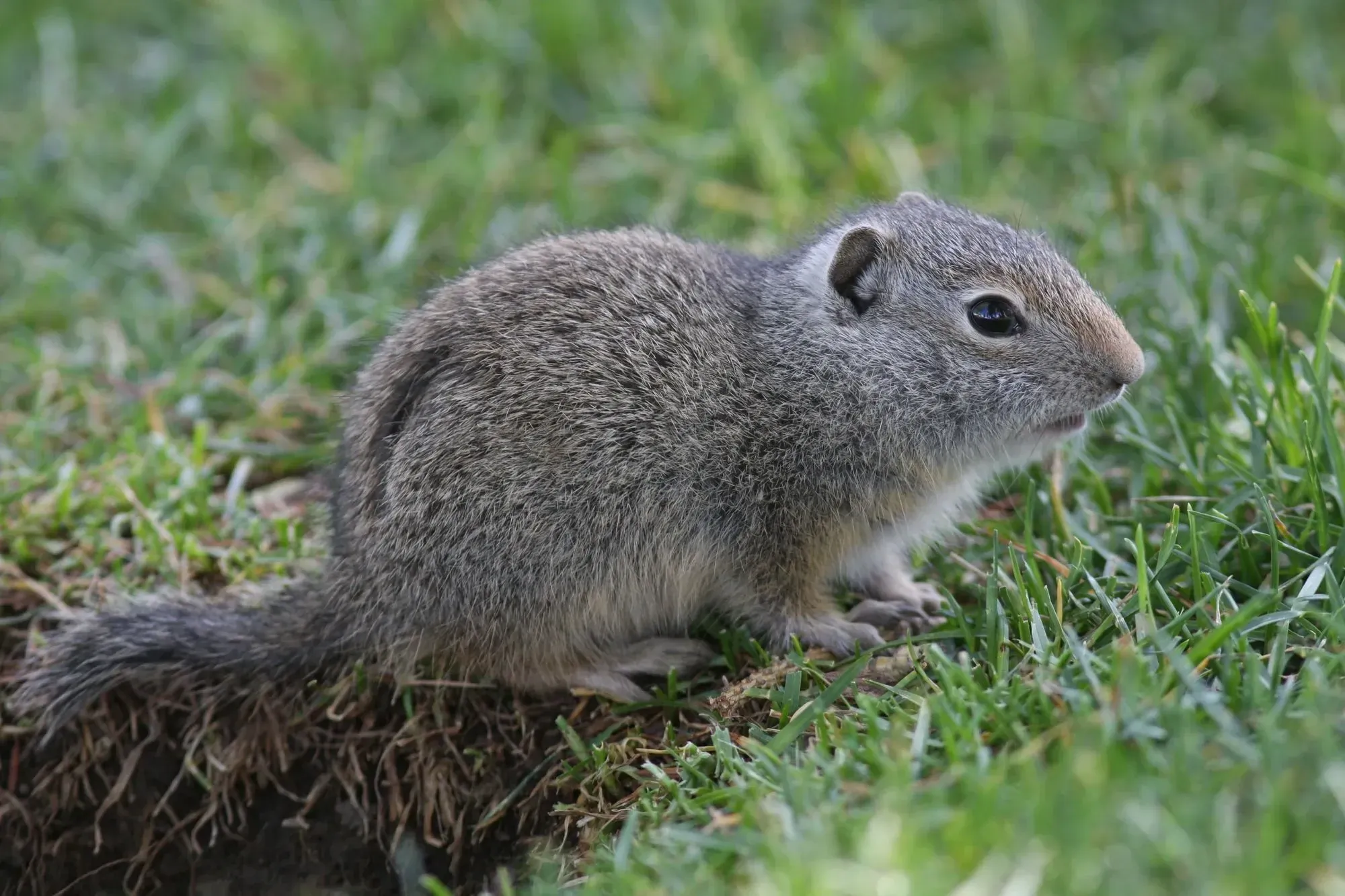 The Uinta ground squirrel is a cinnamon-colored squirrel with a brown back.