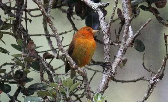 The bills and the plumage of this ʻakepa are some of its recognizable features.