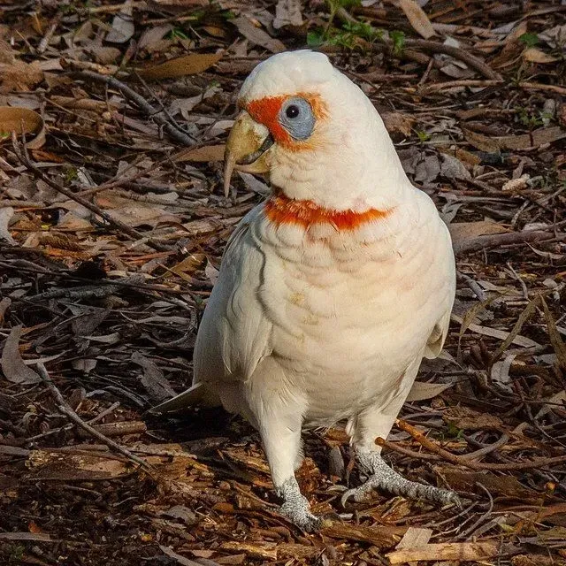 You can easily search about these cockatoo birds in Australia!